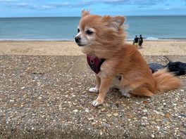 Windswept maya at walcott beach