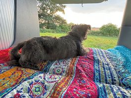Eddie enjoying van life 🌻