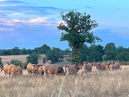 Evening walk