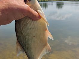 Skimmer/bream