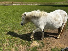 One of the beautiful horses