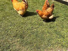 Free range eggs available.
