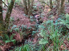 Found on our forest wall, just across the road from the campsite.