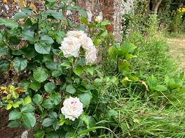 Rose an altem gemäuer