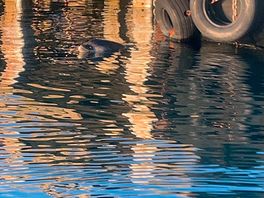 Dolfin👌