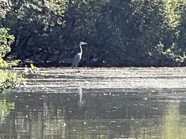 Heron on lake when pedaloing