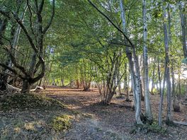Beautiful woods