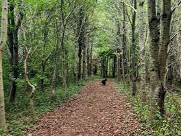 Woodland walk