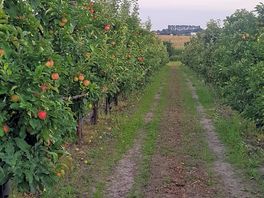 Apple orchards