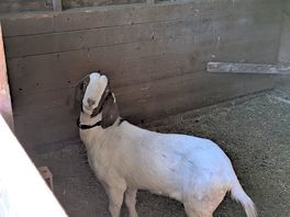 Goat at site