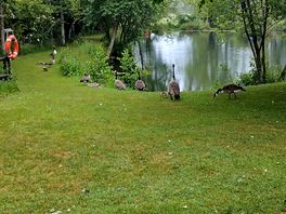 Goslings