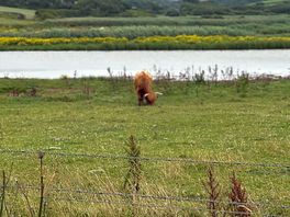 View of the highland cows
