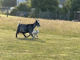 Flow the goat and her baby