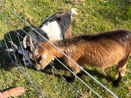 The neighbouring goats