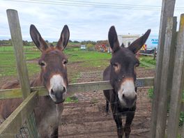 Donkeys