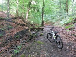 Easy trails under a green canopy.