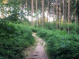 Woodland next to camp