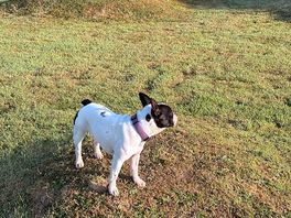 Recreation ground five minutes walk from campsite so you dog can run off the lead.