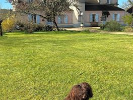 Little billie enjoying her morning walk in the garden.