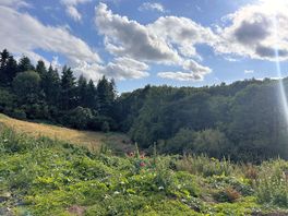 The view