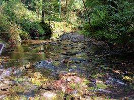 Lydford gorge.