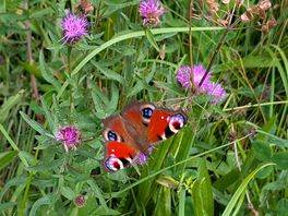 Butterfly in flower meadow by nearby river.