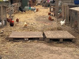 Lots of chickens