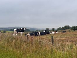 Farm animals on site