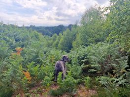 Dog and view.