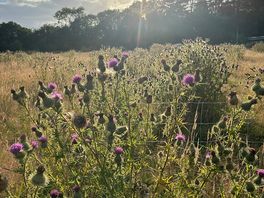 Wild flower field