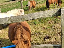 The shetland ponies are so friendly.