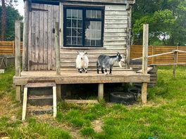 The welcoming committee!