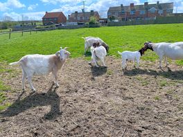 Gorgeous goats on nuttree farm