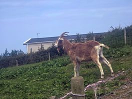 Goats