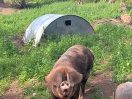 The local piggy