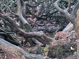 Nature to explore