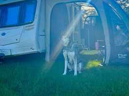 Our dog loved the space and watching the site owners dog.