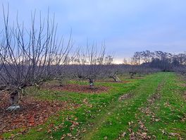 Loving the winter orchards cant wait to see them in spring with blossom and summer with fruit.