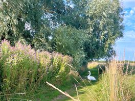 Dog walk area