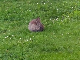 Bunnies!