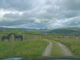Horses in the opposite field, idea of the road up to the camp.