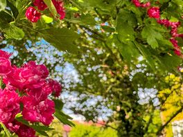Beautiful flowers in the garden