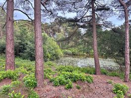 Lilypad pond with kingfisher
