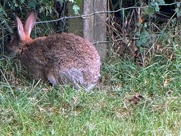 Bunny rabbit