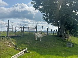 Cute goat