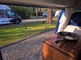 Ducks observing us at breakfast