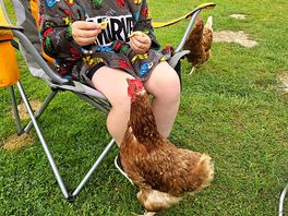 Chickens!! 🥰