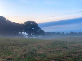 Mist in the fields