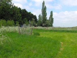 Sunny orchard pitch