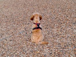 My buddy on the beach